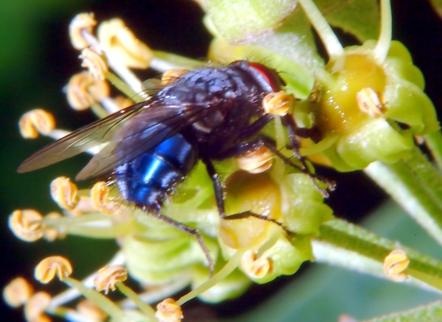 Le foto con il nuovo flash